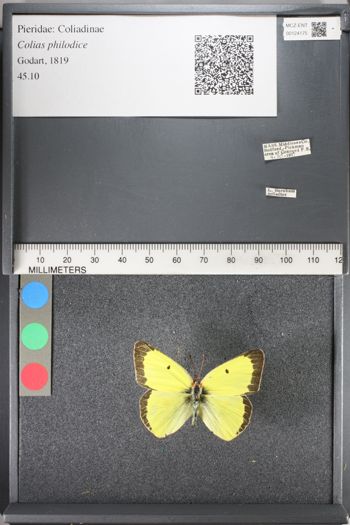 Media type: image;   Entomology 124175